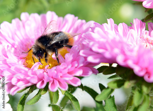 hard-working bees collect honey from the bright flowers in the garden