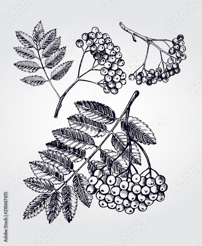 Ink hand drawn set of bunch of rowan berries with leaves. Autumn elements collection. Vector illustration.