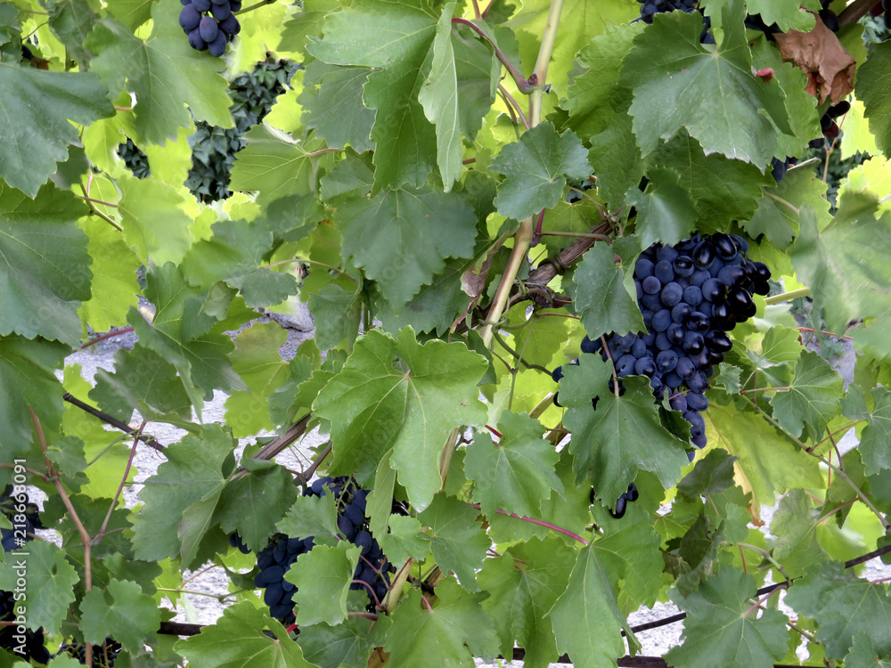 branch of dark grapes on background of green foliage