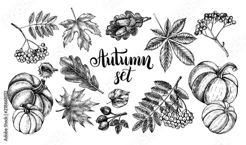 Ink hand drawn set of autumn leaves, rowan berries, ripe pumpkins, acorns. Autumn elements collection with brush calligraphy style lettering. Vector illustration.