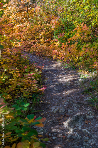 Path in the forest