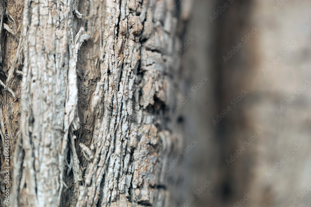baobab tree on a sunny day - closeup baobab tree on a sunny day - closeup