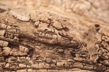 Leinwandbilder Baobab Uralter Baobab Stamm in Gambia  © agarianna