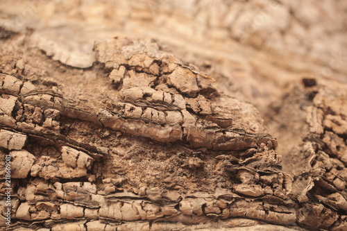 ancient baobab trunk closeup outdoors in the gambia, Africa