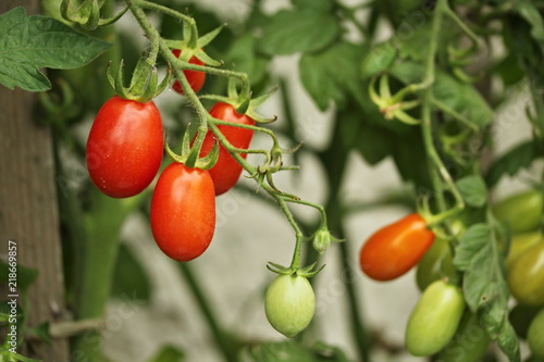 Wallpaper Mural Aging tomatoes Torontodigital.ca