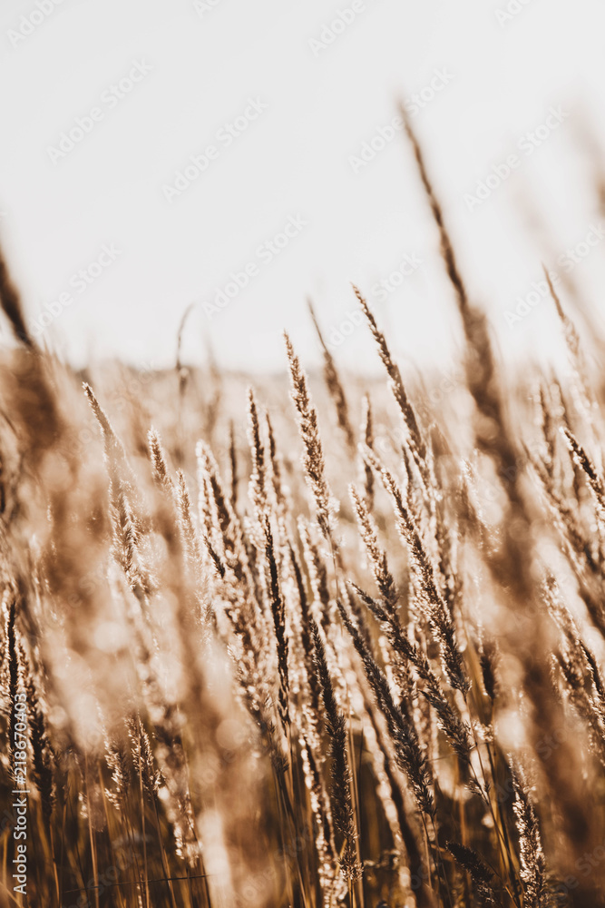Fototapeta premium Summer field of spikelets / wheat