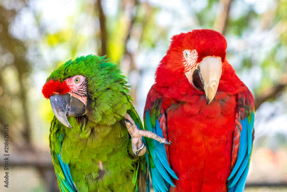 Fototapeta premium Two Macaws
