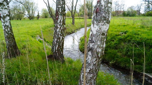 Fototapeta Naklejka Na Ścianę i Meble -  bory