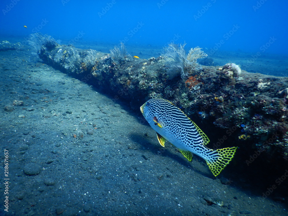 Orientalische Süßlippe am Wrack der USAT Liberty Tulamben Bali Indonesien