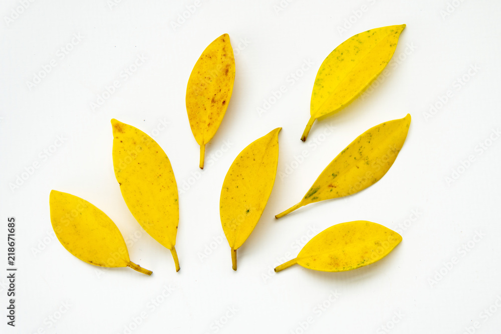 Creative arrangement yellow leaf.Autumn fall pattern of yellow leaves on white background.Flat lay. Creative arrangement yellow leaf.Autumn fall pattern of yellow leaves on white background.Flat lay.