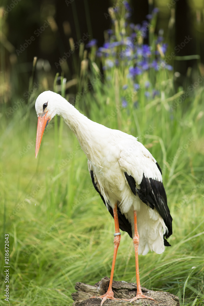 Fototapeta premium White stork