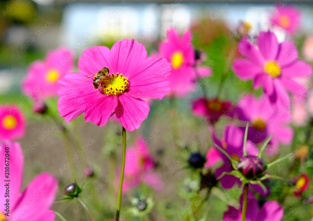 Bienen auf der Blüte