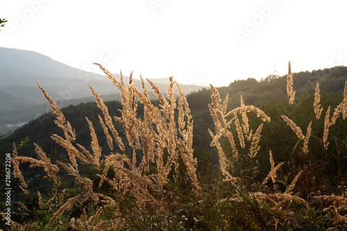 Mountain View. Carpathians, Ukraine.