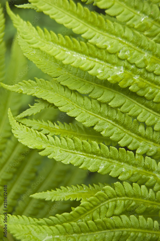 Leaves of fern, green plant texture