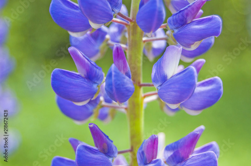 Lupine macro photography  garden