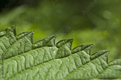 Green nettle leaf, argute plant