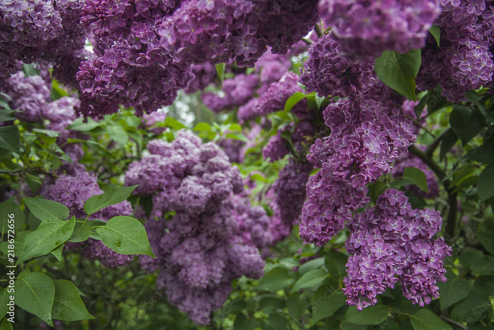 Violet lilac lush bunches in the garden. Beautiful bunch of flowers and leaves. Violet lilac lush bunches in the garden. Beautiful bunch of flowers and leaves.