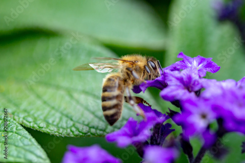 Biene in einer Nahaufnahme an der Blüte