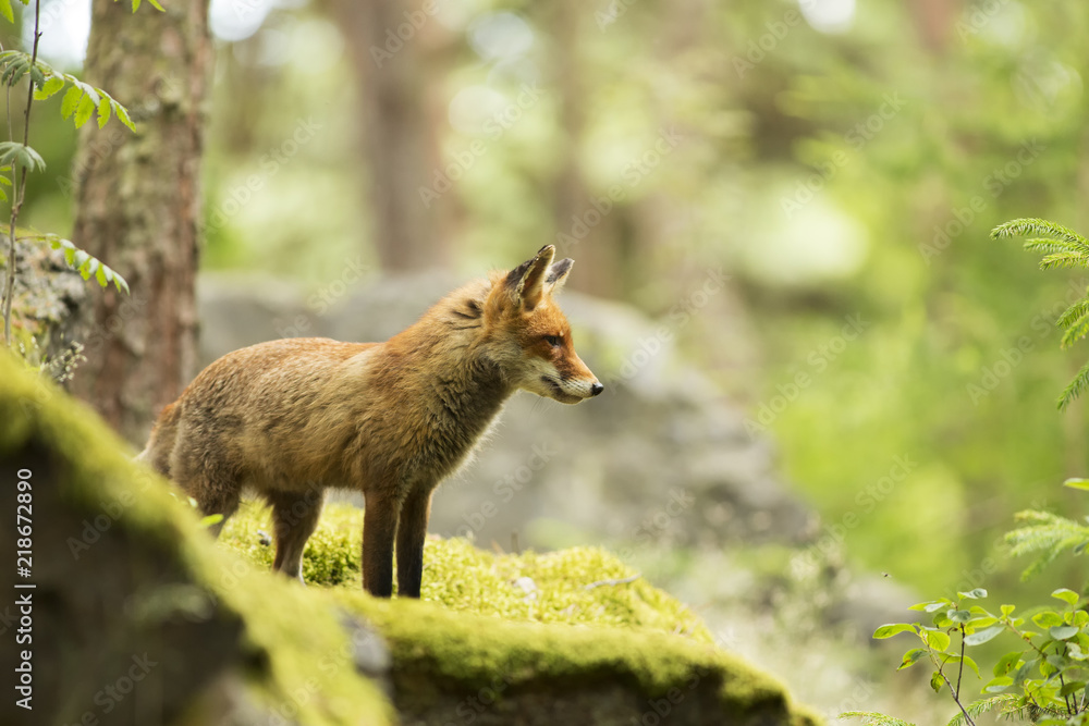 Fox Fox