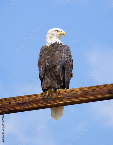 Bald eagle resting, Colorado - summer, 2018