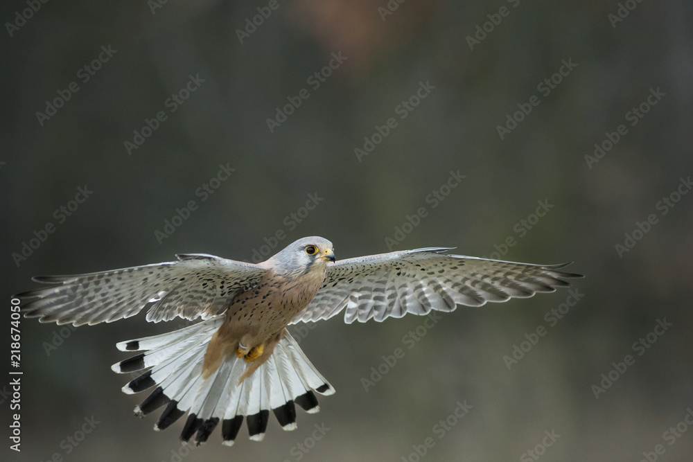 Fototapeta premium Kestrel
