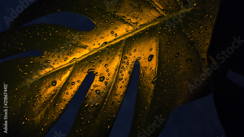 Tropical leaves, neon light...