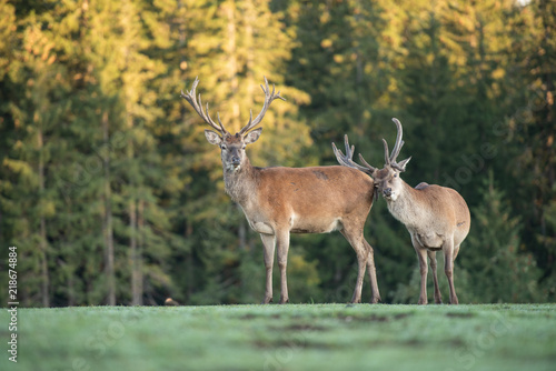 Cerf élaphe dans une clairière