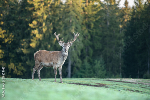 Cerf élaphe dans une clairière photo