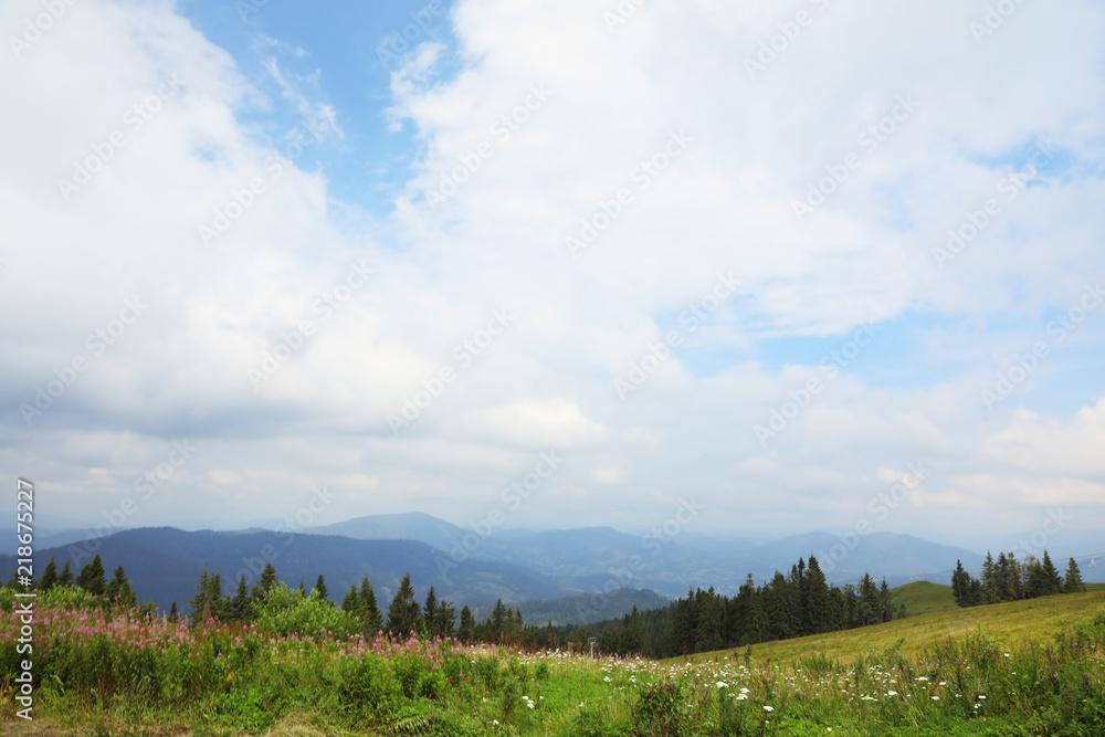 Fototapeta premium Picturesque landscape with mountain meadow