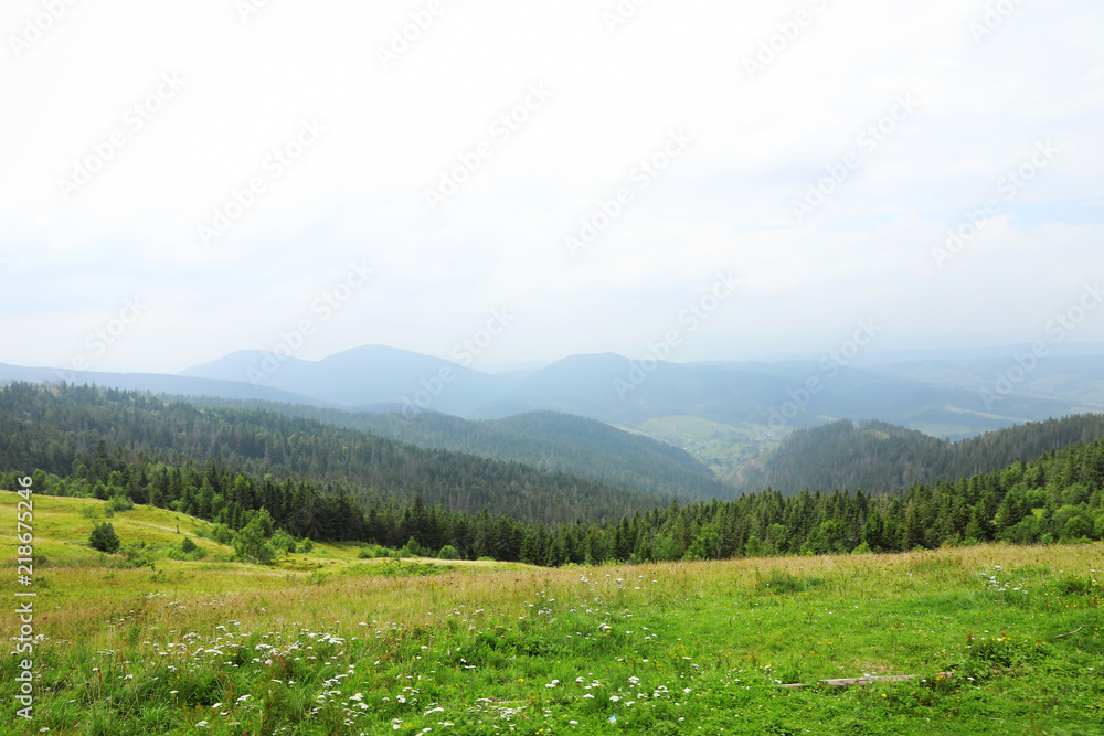 Picturesque landscape with mountain forest and meadow