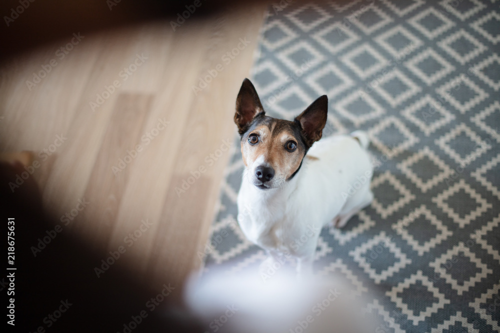 Adorable little dog staring alertly at its owner - obrazy, fototapety, plakaty 