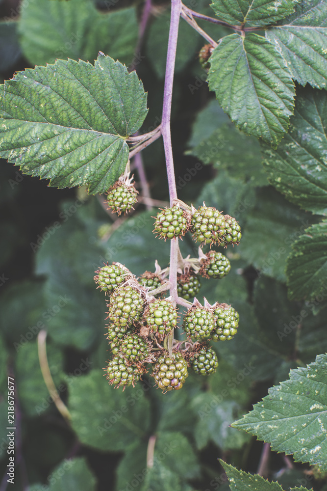 Close up of unripe blackberries growing on their bush. Close up of unripe blackberries growing on their bush.