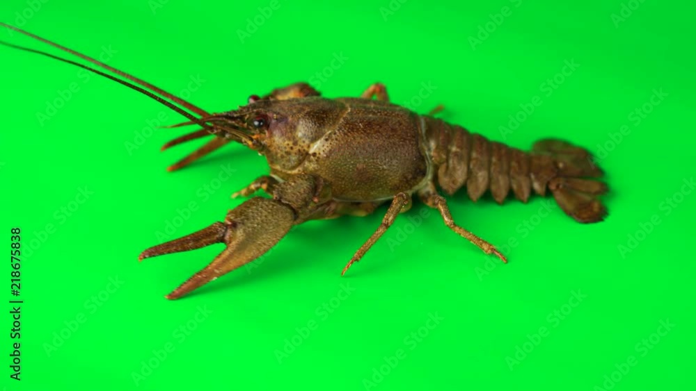 Lobster stirring its limbs. Green background can be simply removed Lobster stirring its limbs. Green background can be simply removed