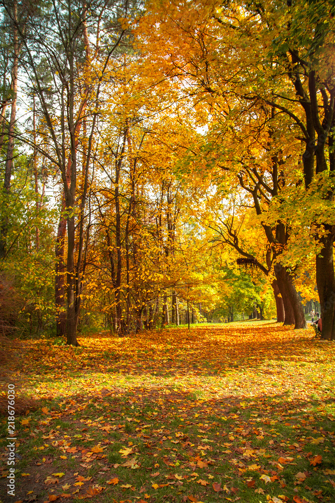 Beautiful autumn alley in the park. Yellow and orange trees. Sunny autumn landscape. Beautiful autumn alley in the park. Yellow and orange trees. Sunny autumn landscape.