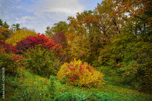 A beautiful autumn trees and bushes. Autumn landscape of a park with red and yellow foliage. Autumn landscape.