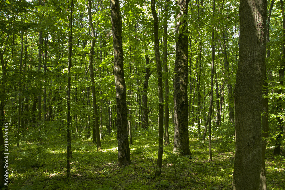 Forest landscape, tall trees in a dense forest. Green plants. Summer day. Forest landscape, tall trees in a dense forest. Green plants. Summer day.