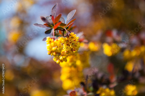 Small yellow flowers and leaves. Blurred spring background, sunny day. Bokeh Photography.