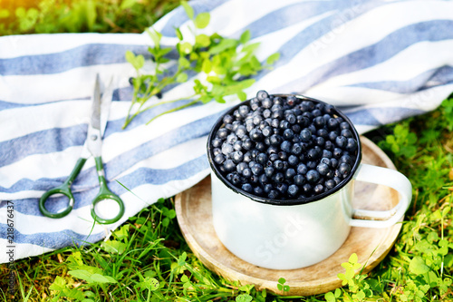 Fresh organic wild blueberries in old retro cup,  green grass, summer harvest, healthy food