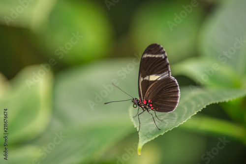 insecte seul papillon noir et blanc en gros plan posé sur une feuille verte