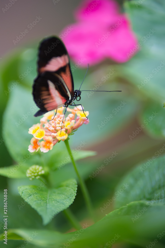 papillon seul Helioconius erato butine une fleur jaune en plan rapproché papillon seul Helioconius erato butine une fleur jaune en plan rapproché