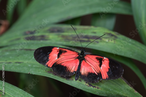 papilon seul noir et rouge et blanc posé sur une feuille verte en couleur en gros plan en été photo