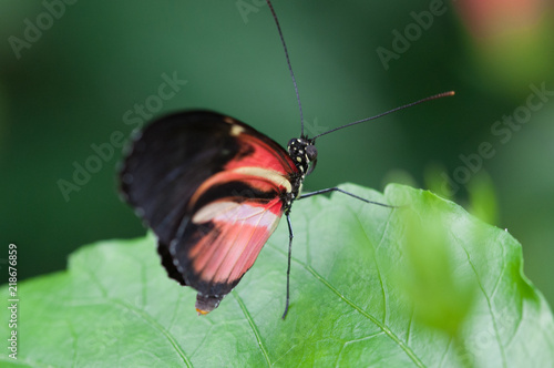 papilon seul noir et rouge et blanc posé sur une feuille verte en couleur en plan rapproché