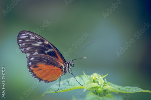 insecte seul papillon Heliconius hecale orange et noir sur une feuille verte en gros plan sur fonds vert © david léotard
