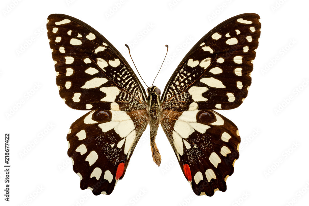 Papilio demodocus on a white background Papilio demodocus on a white background