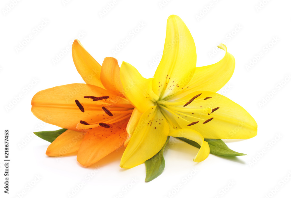 Two beautiful lily. Two beautiful lily.