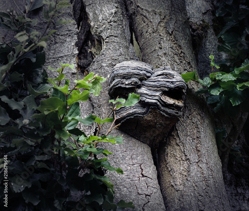 Tree trunk with large excrescence that looks like a monster's head baring its teeth