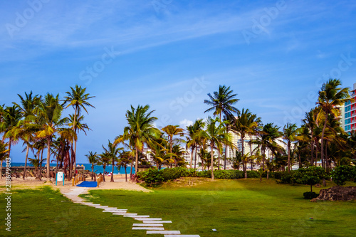 Palm Tree in San Juan Puerto Rico © Opeyemi