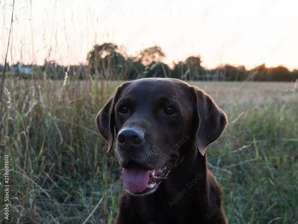 Brown Labrador Retriever Dog 