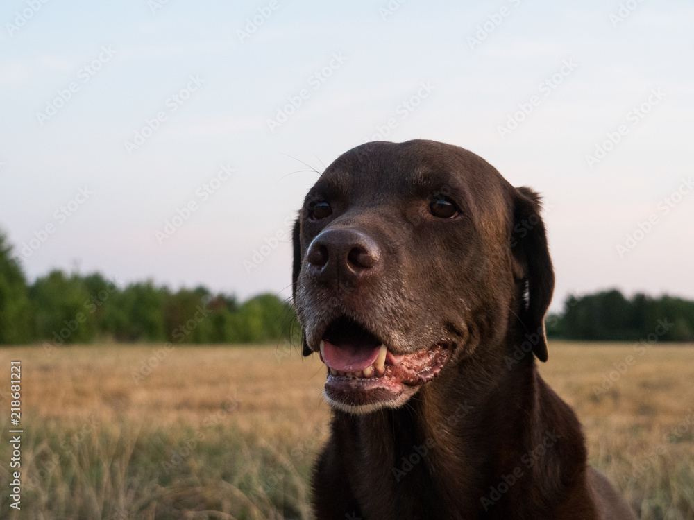 Brown Labrador Retriever Dog 