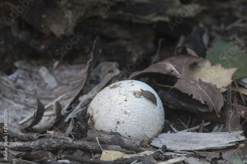 Phallus impudicus (common stinkhorn) mushroom